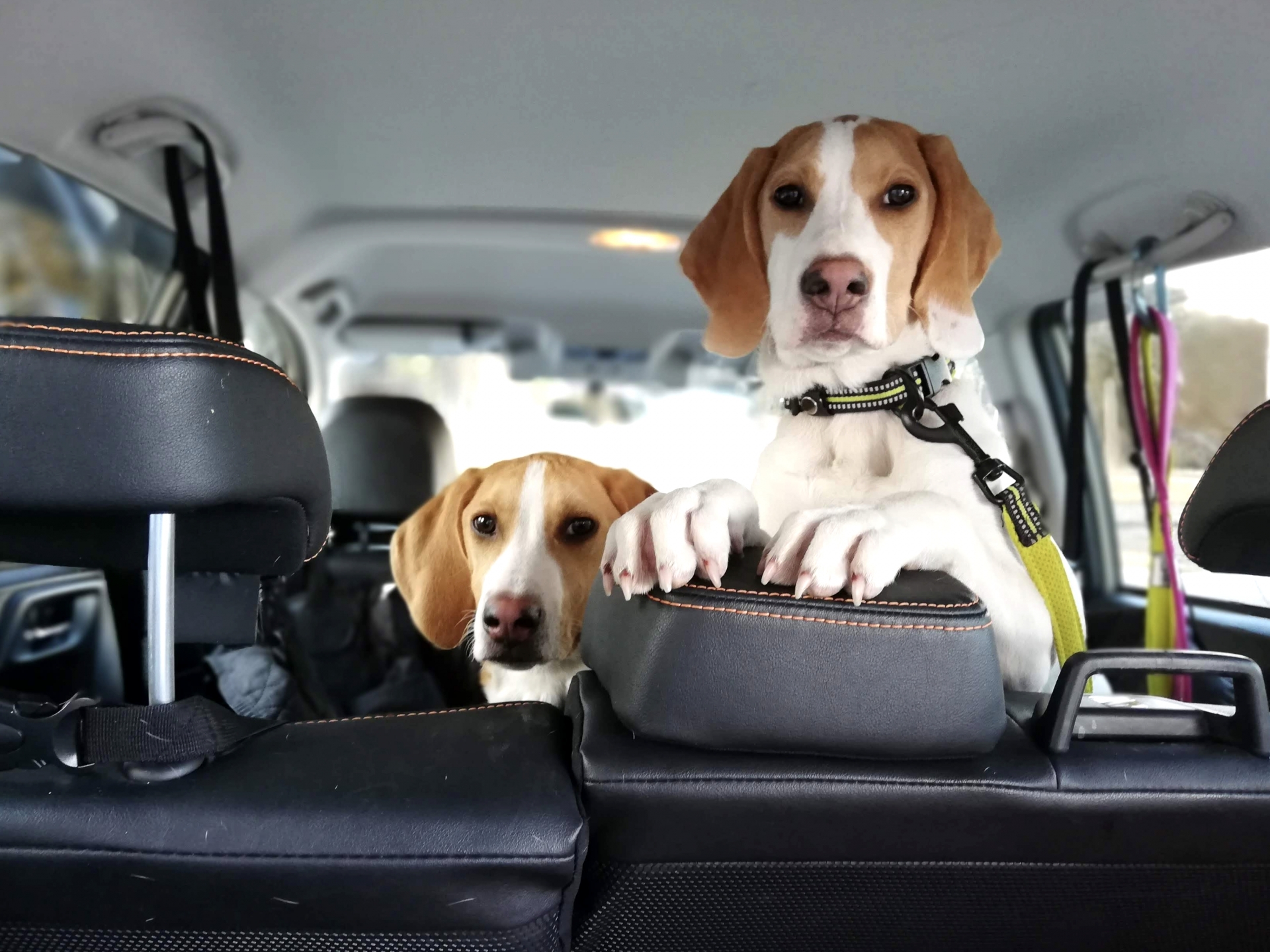 子犬を遠方から迎える場合はどうする 一番安全な方法とは With P