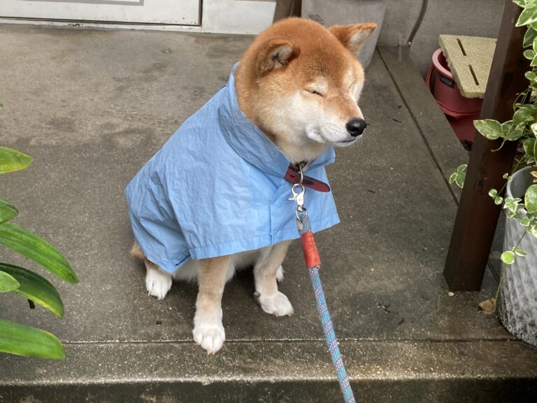 犬が散歩を嫌がるようになった原因と理由 With P