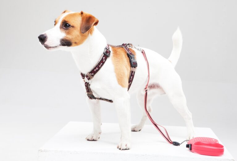 犬を飼うのに便利なグッズは何 100均で揃うものや手作りも紹介 With P