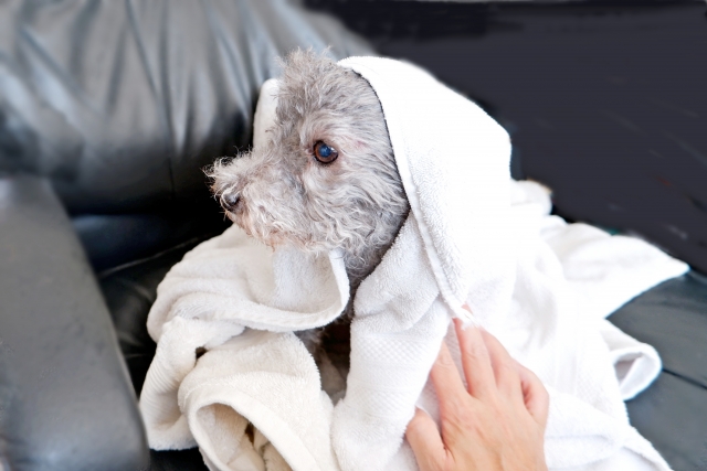 犬のお風呂便利グッズ 必要なものと使い方 おススメ商品 With P